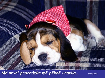BÝGL.jpg