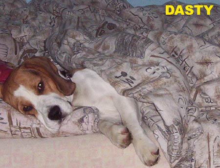 dasty.jpg